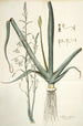 Albuca altissima - Nikolaus Joseph Freiherr von Jacquin — widok dzieła