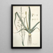 Albuca altissima - Nikolaus Joseph Freiherr von Jacquin — oprawiony obraz na ścianie