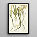 Albuca aurea - Nikolaus Joseph Freiherr von Jacquin — oprawiony obraz na ścianie