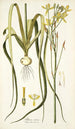 Albuca aurea - Nikolaus Joseph Freiherr von Jacquin — widok dzieła