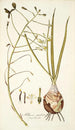 Albuca caudata - Nikolaus Joseph Freiherr von Jacquin — widok dzieła
