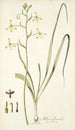 Albuca flaccida - Nikolaus Joseph Freiherr von Jacquin — widok dzieła