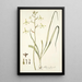 Albuca flaccida - Nikolaus Joseph Freiherr von Jacquin — oprawiony obraz na ścianie