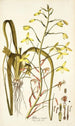 Albuca major - Nikolaus Joseph Freiherr von Jacquin — widok dzieła