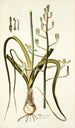 Albuca setosa - Nikolaus Joseph Freiherr von Jacquin — widok dzieła