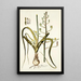 Albuca setosa - Nikolaus Joseph Freiherr von Jacquin — oprawiony obraz na ścianie