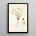 Albuca spiralis - Nikolaus Joseph Freiherr von Jacquin — oprawiony obraz na ścianie