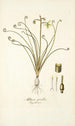 Albuca spiralis - Nikolaus Joseph Freiherr von Jacquin — widok dzieła