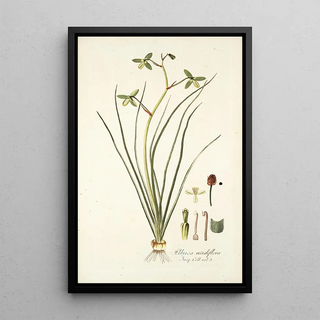 Nikolaus Joseph Freiherr von Jacquin - Albuca viridiflora.webp