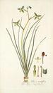 Albuca viridiflora - Nikolaus Joseph Freiherr von Jacquin — widok dzieła