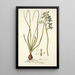 Albuca viscosa - Nikolaus Joseph Freiherr von Jacquin — oprawiony obraz na ścianie