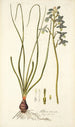 Albuca viscosa - Nikolaus Joseph Freiherr von Jacquin — widok dzieła