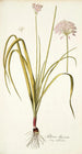 Allium illyricum - Nikolaus Joseph Freiherr von Jacquin — widok dzieła