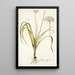 Allium illyricum - Nikolaus Joseph Freiherr von Jacquin — oprawiony obraz na ścianie
