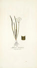 Allium striatum - Nikolaus Joseph Freiherr von Jacquin — widok dzieła