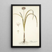Allium suaveolens - Nikolaus Joseph Freiherr von Jacquin — oprawiony obraz na ścianie