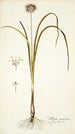 Allium suaveolens - Nikolaus Joseph Freiherr von Jacquin — widok dzieła