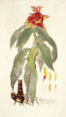 Alpinia comosa - Nikolaus Joseph Freiherr von Jacquin — widok dzieła