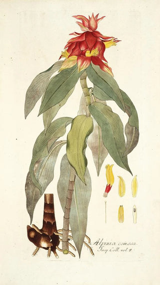 Nikolaus Joseph Freiherr von Jacquin - Alpinia comosa.webp