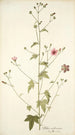 Althaea narbonensis - Nikolaus Joseph Freiherr von Jacquin — widok dzieła