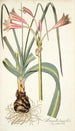 Amaryllis longifolia - Nikolaus Joseph Freiherr von Jacquin — widok dzieła
