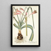 Amaryllis longifolia - Nikolaus Joseph Freiherr von Jacquin — oprawiony obraz na ścianie