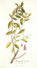 Andromeda coriacea - Nikolaus Joseph Freiherr von Jacquin — widok dzieła