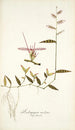 Andropogon undatus - Nikolaus Joseph Freiherr von Jacquin — widok dzieła