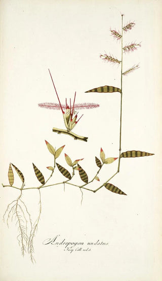 Nikolaus Joseph Freiherr von Jacquin - Andropogon undatus.webp