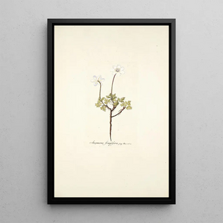 Nikolaus Joseph Freiherr von Jacquin - Anemone fragifera.webp