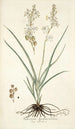 Anthericum bipedunculatum - Nikolaus Joseph Freiherr von Jacquin — widok dzieła