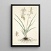 Anthericum bipedunculatum - Nikolaus Joseph Freiherr von Jacquin — oprawiony obraz na ścianie