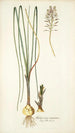Anthericum exuviatum - Nikolaus Joseph Freiherr von Jacquin — widok dzieła