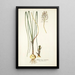 Anthericum exuviatum - Nikolaus Joseph Freiherr von Jacquin — oprawiony obraz na ścianie