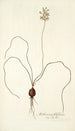 Anthericum filifolium - Nikolaus Joseph Freiherr von Jacquin — widok dzieła