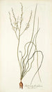 Anthericum flexifolium - Nikolaus Joseph Freiherr von Jacquin — widok dzieła