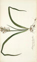 Anthericum hispidum - Nikolaus Joseph Freiherr von Jacquin — widok dzieła