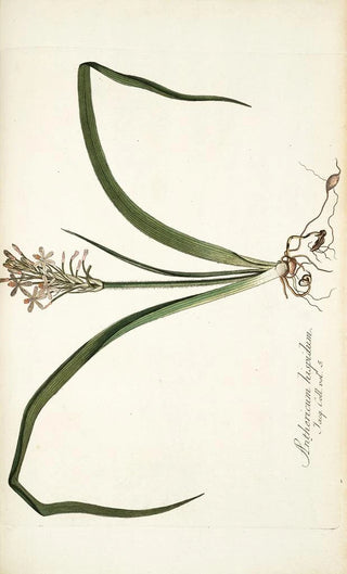 Nikolaus Joseph Freiherr von Jacquin - Anthericum hispidum.webp