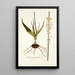 Anthericum latifolium - Nikolaus Joseph Freiherr von Jacquin — oprawiony obraz na ścianie