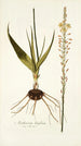 Anthericum latifolium - Nikolaus Joseph Freiherr von Jacquin — widok dzieła