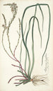 Anthericum longifolium - Nikolaus Joseph Freiherr von Jacquin — widok dzieła