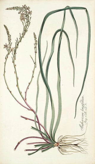 Nikolaus Joseph Freiherr von Jacquin - Anthericum longifolium.webp