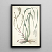 Anthericum longifolium - Nikolaus Joseph Freiherr von Jacquin — oprawiony obraz na ścianie