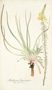 Anthericum longiscapum - Nikolaus Joseph Freiherr von Jacquin — widok dzieła