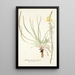 Anthericum longiscapum - Nikolaus Joseph Freiherr von Jacquin — oprawiony obraz na ścianie
