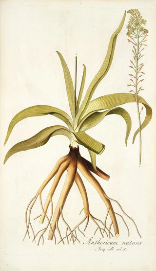 Nikolaus Joseph Freiherr von Jacquin - Anthericum nutans.webp