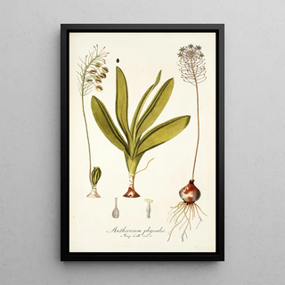 Nikolaus Joseph Freiherr von Jacquin - Anthericum physodes.webp