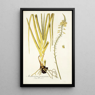 Nikolaus Joseph Freiherr von Jacquin - Anthericum praemorsum.webp