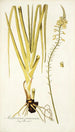Anthericum praemorsum - Nikolaus Joseph Freiherr von Jacquin — widok dzieła