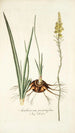 Anthericum pugioniforme - Nikolaus Joseph Freiherr von Jacquin — widok dzieła